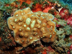 Mycedium elephantotus