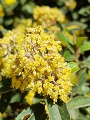 Pomaderris aurea