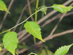 Phyllocnistis citrella