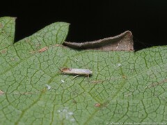 Phyllocnistis citrella