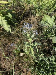 Cynoglossum amabile