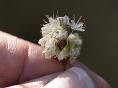 Eriogonum elongatum
