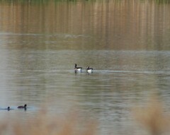 Branta hutchinsii