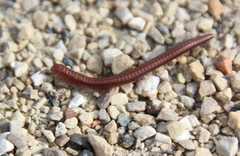 Parajulinae