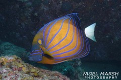 Pomacanthus annularis