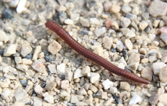 Parajulinae