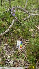 Thelymitra megcalyptra