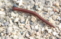 Parajulinae