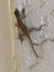 Anolis cristatellus
