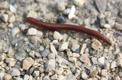 Parajulinae
