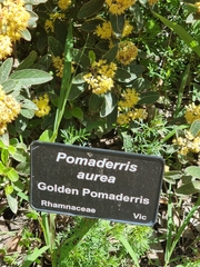 Pomaderris aurea