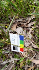 Thelymitra megcalyptra