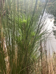 Cyperus papyrus
