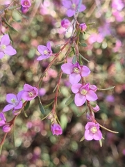 Thryptomene baeckeacea