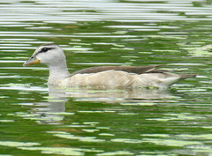 Nettapus coromandelianus
