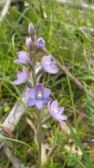 Thelymitra megcalyptra