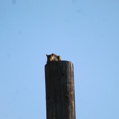 Sciurus niger