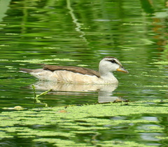 Nettapus coromandelianus