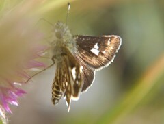 Dardarina dardaris