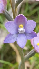 Thelymitra megcalyptra