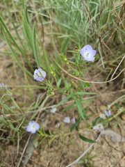Veronica gracilis