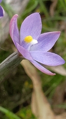 Thelymitra megcalyptra