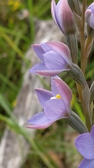 Thelymitra megcalyptra