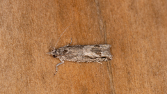 Spilonota constrictana