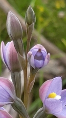 Thelymitra megcalyptra