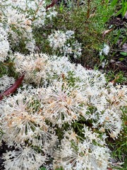 Hakea lissocarpha