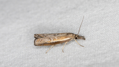 Ptochostola microphaeellus