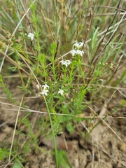 Asperula