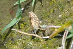 Dardarina dardaris