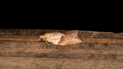 Epiphyas postvittana