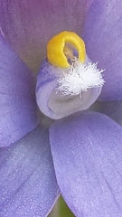 Thelymitra megcalyptra