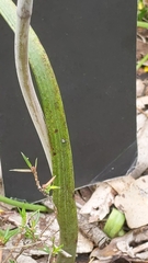 Thelymitra megcalyptra