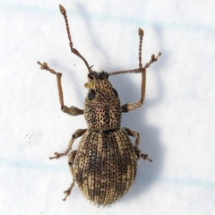 Calomycterus setarius