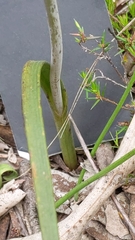 Thelymitra megcalyptra