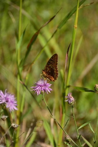 Great Spangled Fritillary