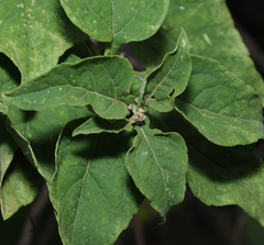 Zaluzania montagnifolia
