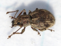 Calomycterus setarius