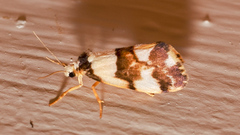 Philenora aspectalella