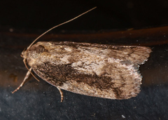 Philobota baryptera