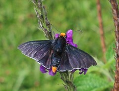 Pyrrhopyge zenodorus
