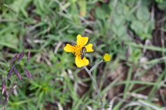 Acmaeodera scalaris