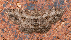 Psilalcis isombra