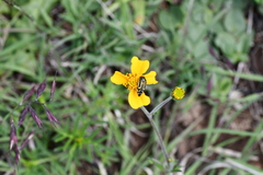 Acmaeodera scalaris