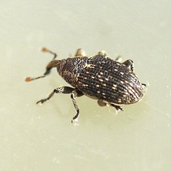 Catapastus conspersus