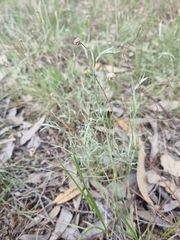 Calocephalus lacteus