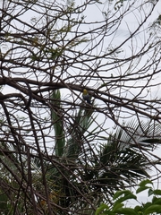 Platycercus adscitus